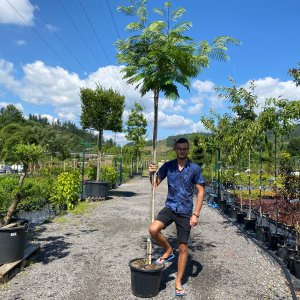 Albízia (Albizia Julibrissin) ´OMBRELLA´ - výška: 250-300 cm, obvod kmeňa: 6/8 cm, kont. C35L